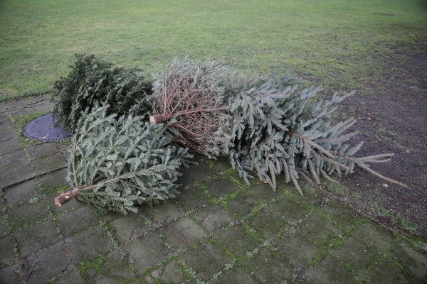 abgeschmückte Weihnachtsbäume  liegen am Straßenrand